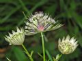 Astrantia major